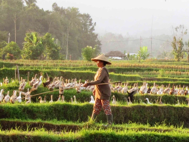Eco-friendly ducks after rice harvest at Bali Silent Retreat
