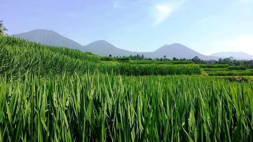 Three sisters mountains viewed from Jatiluwih rice fields at Bali Silent Retreat
